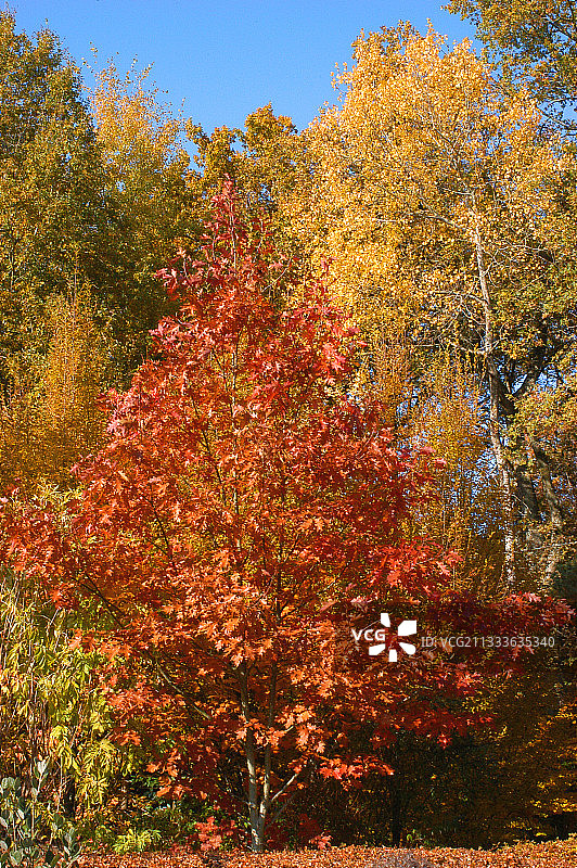 法国北部红橡树的秋叶图片素材
