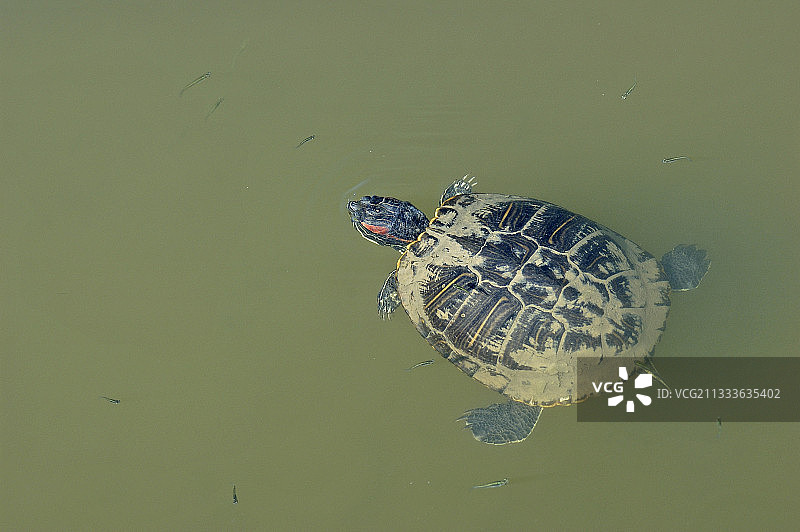 公园里的红耳彩龟，法国圣芒德里耶图片素材