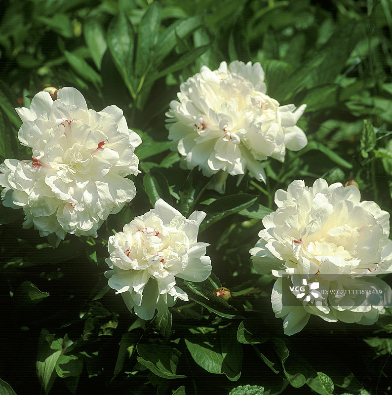重瓣芍药特写图片素材