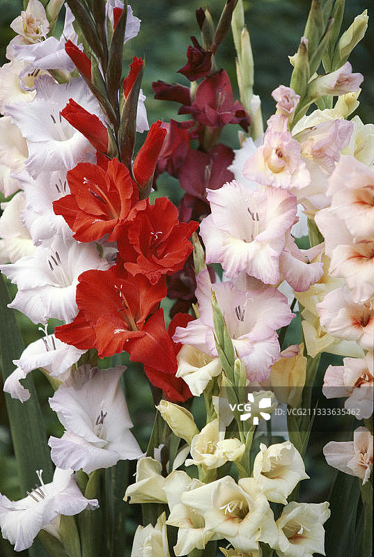 唐菖蒲 - 混合品种花茎特写图片素材