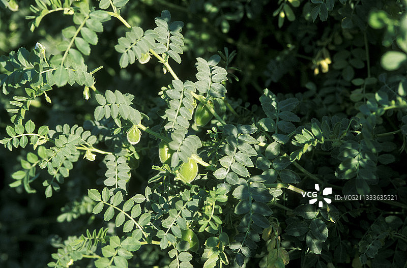 鹰嘴豆在植物上生长（鹰嘴豆属），夏季图片素材