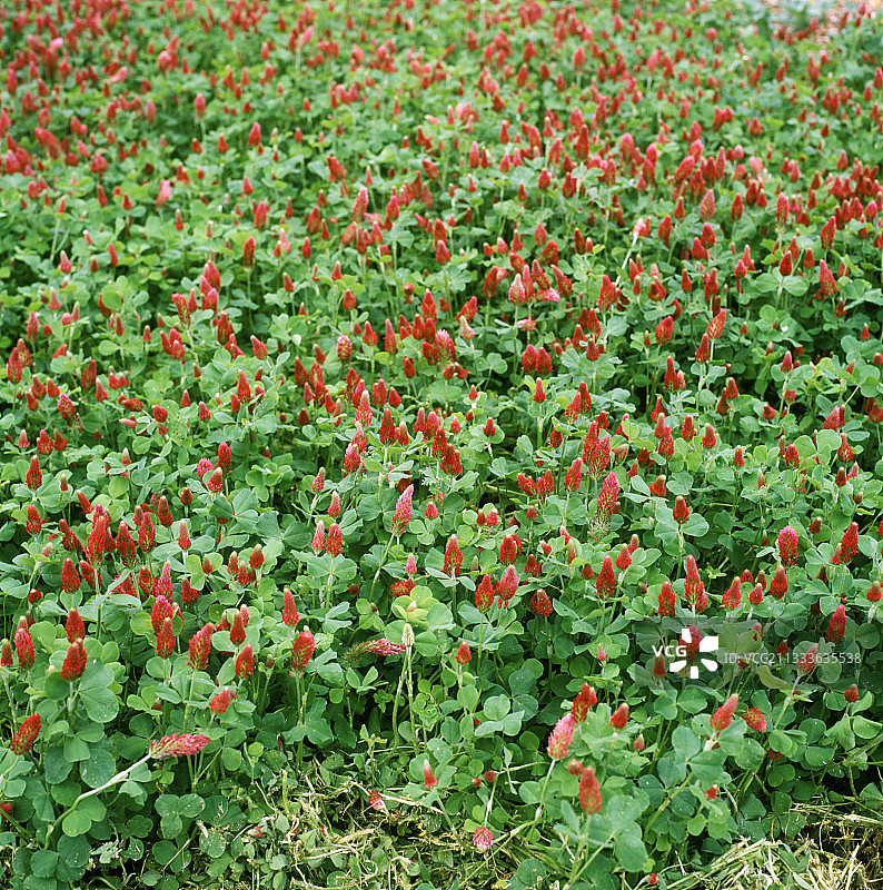 绛三叶草开花图片素材