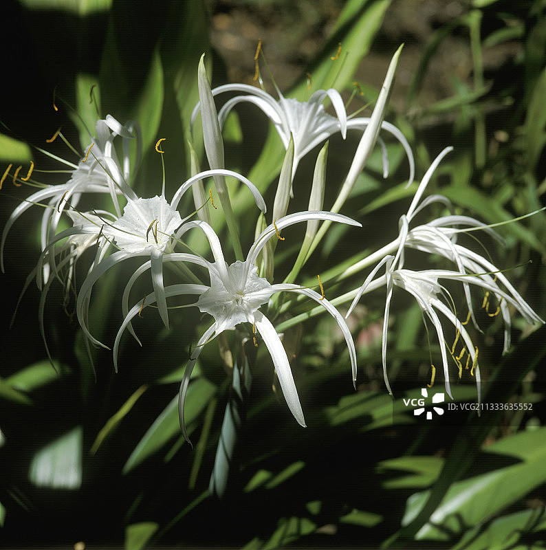 银脉蜘蛛兰X节日。7月花朵特写图片素材