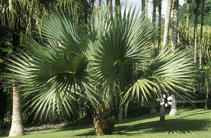 俾斯麦榈（扇叶棕榈）图片素材