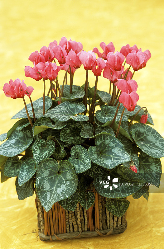 乡村花盆中的迷你仙客来图片素材