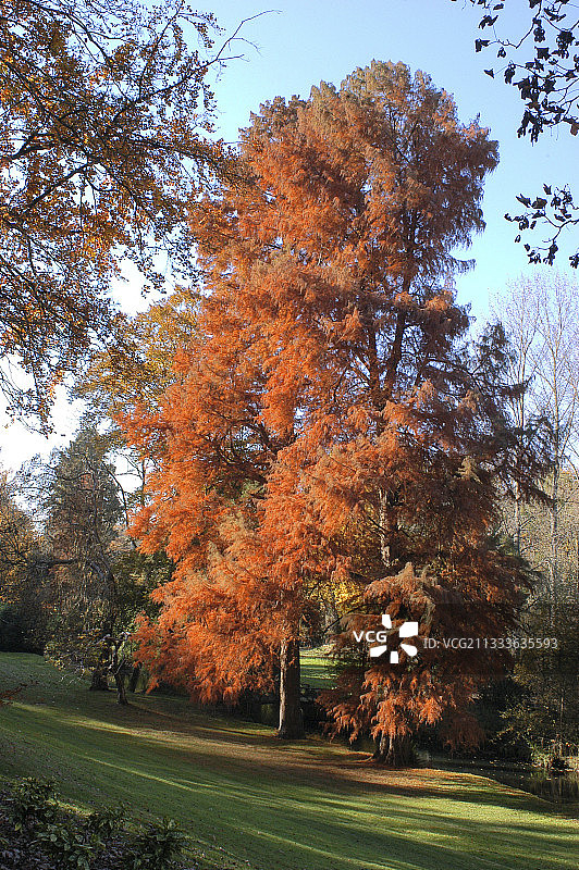 法国落羽杉的秋叶图片素材