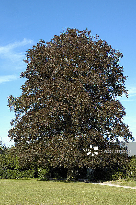 法国比西耶尔城堡十月的铜山毛榉图片素材