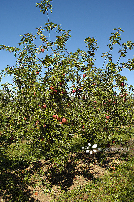 法国十月的苹果树图片素材