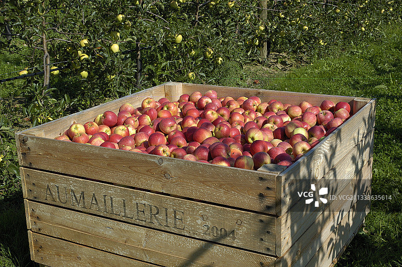 法国“Mitch gala”苹果的包装箱图片素材