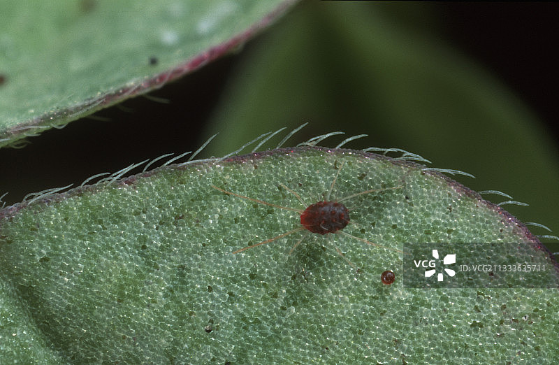 西班牙叶子上的红螨图片素材