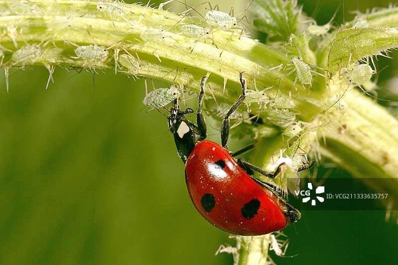 前往奥尔良图片素材