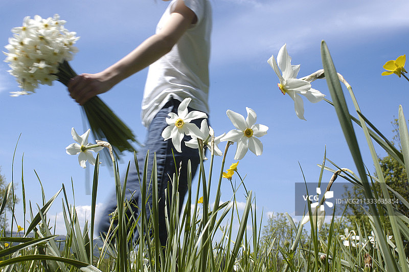 法国洛泽尔省春季的诗人水仙聚集图片素材