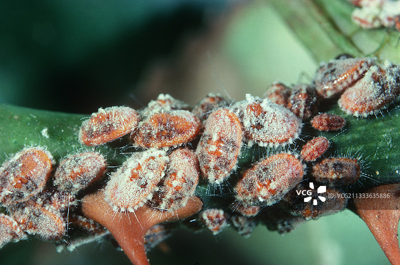 玫瑰茎上的介壳虫群图片素材