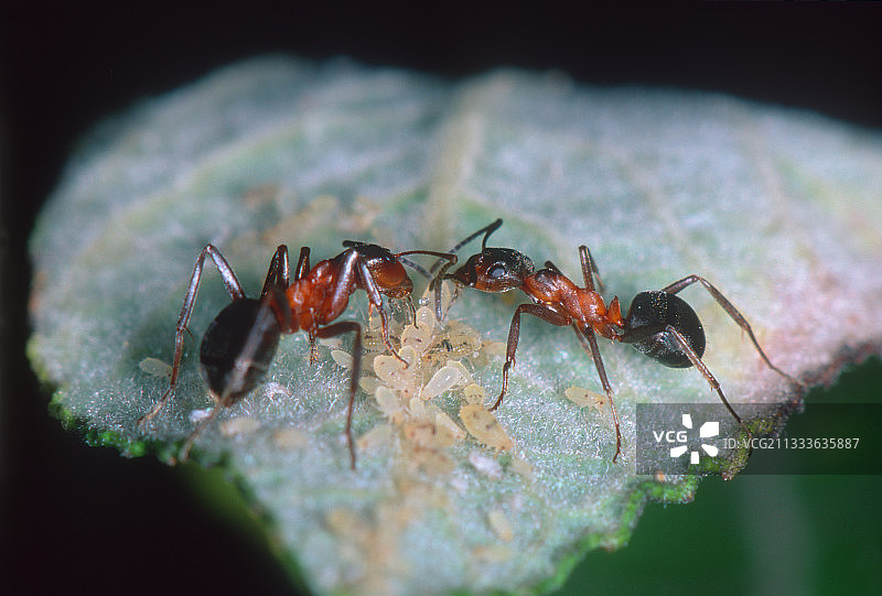 红色倒钩蚂蚁在叶子上给蚜虫取食图片素材