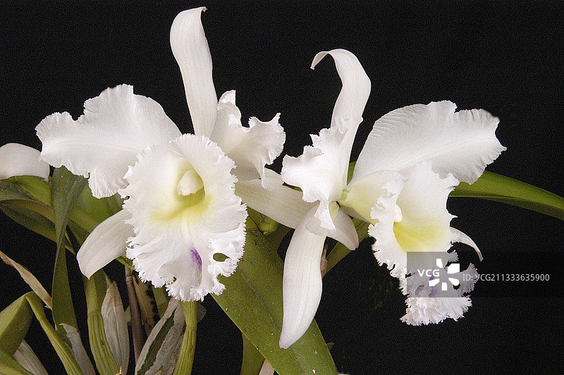 嘉德丽亚兰“女神”杂交品种图片素材