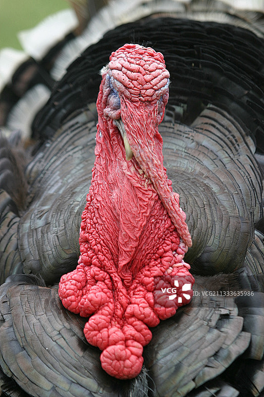 在法国公园里睡觉的火鸡图片素材