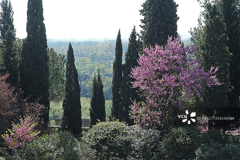法国地中海花园：柏树和紫荆图片素材