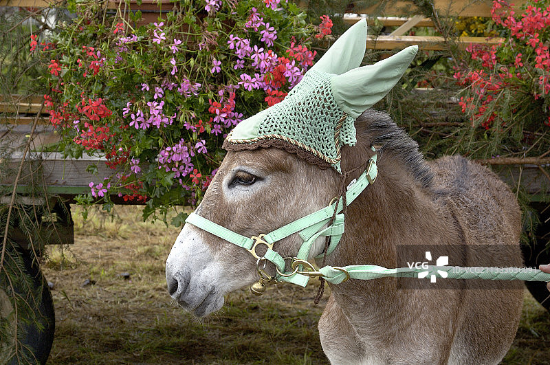 戴着傻瓜帽的驴，苏阿尔塞驴节图片素材