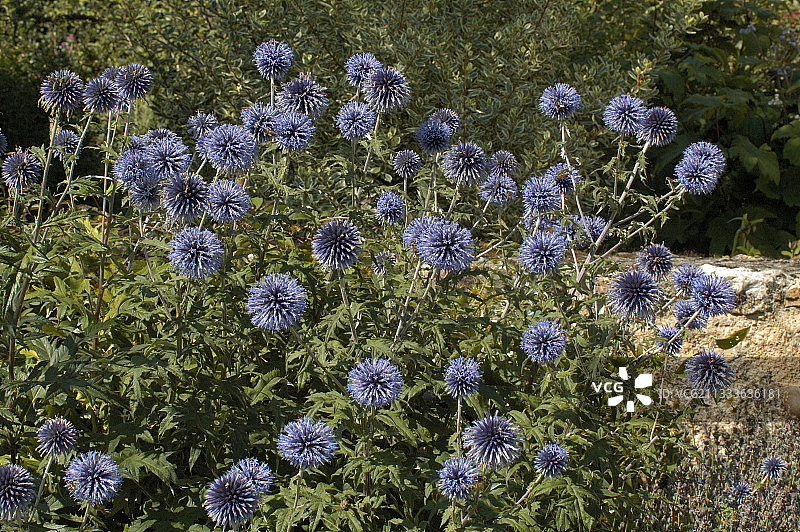 七月的蓝刺头图片素材