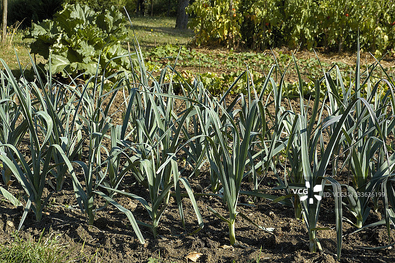 七月的韭葱小巷图片素材