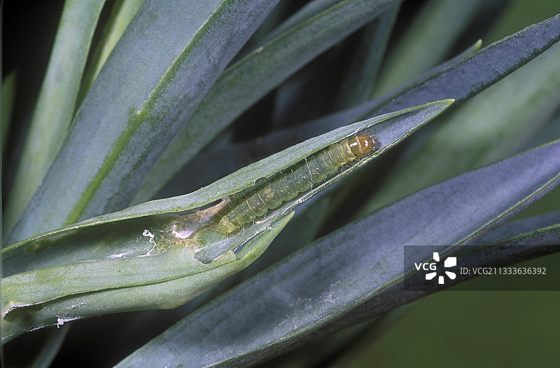 康乃馨图片素材