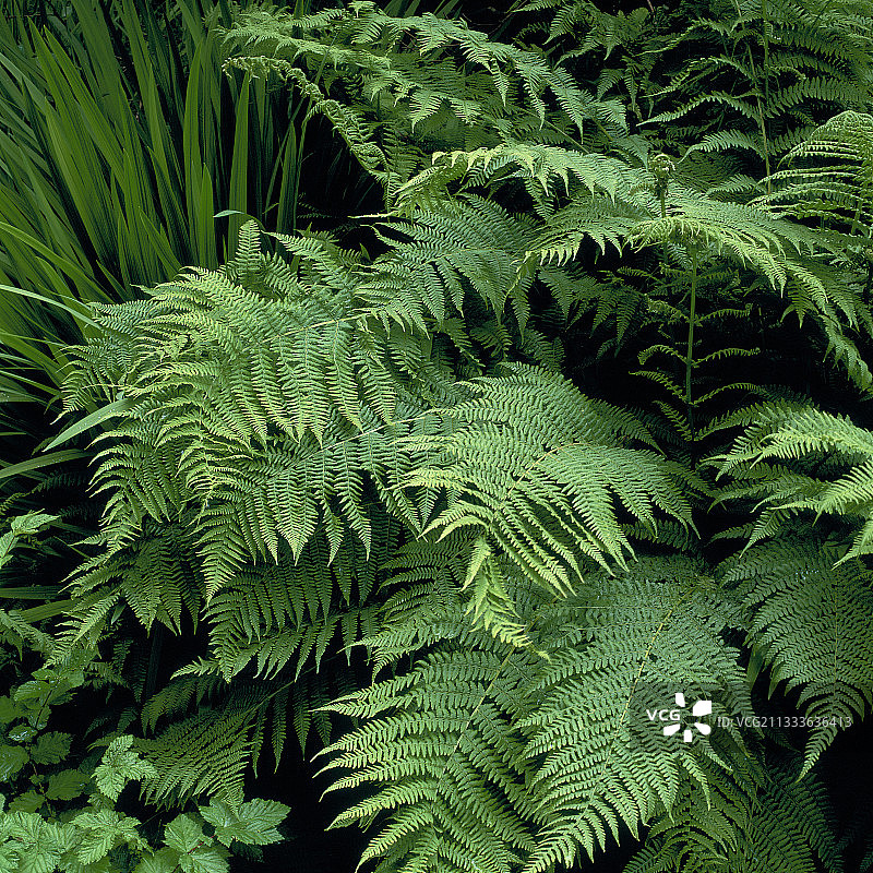 爱尔兰厄舍山花园中的蕨类植物图片素材