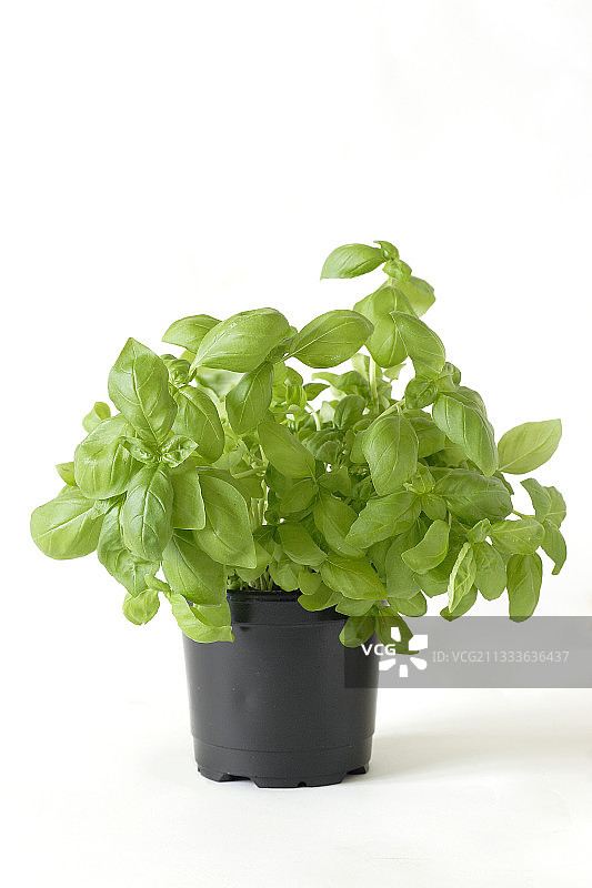 盆栽罗勒图片素材