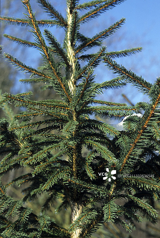 法国的圣诞树枝图片素材