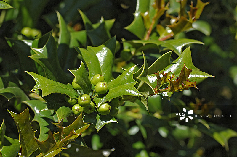 中国冬青图片素材