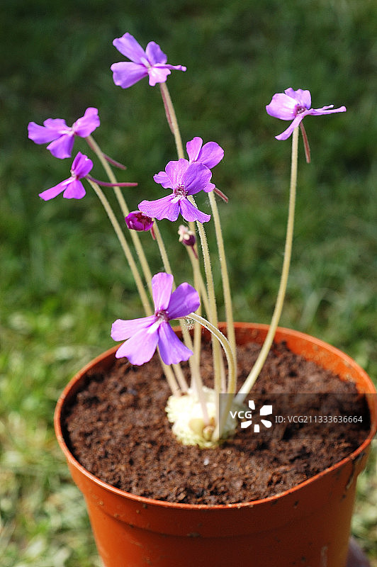 法国春天盆栽中的捕虫堇图片素材