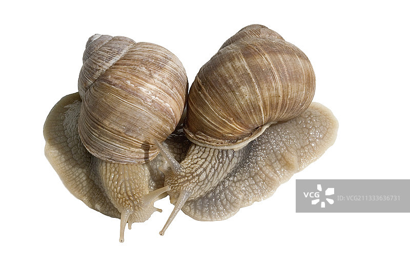 勃艮第蜗牛俯视图图片素材