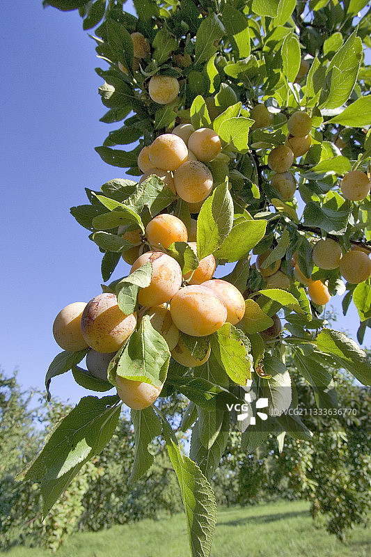 结满果实的法国米拉贝尔李树枝图片素材