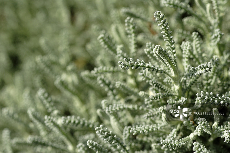法国尼斯棉叶薰衣草叶图片素材