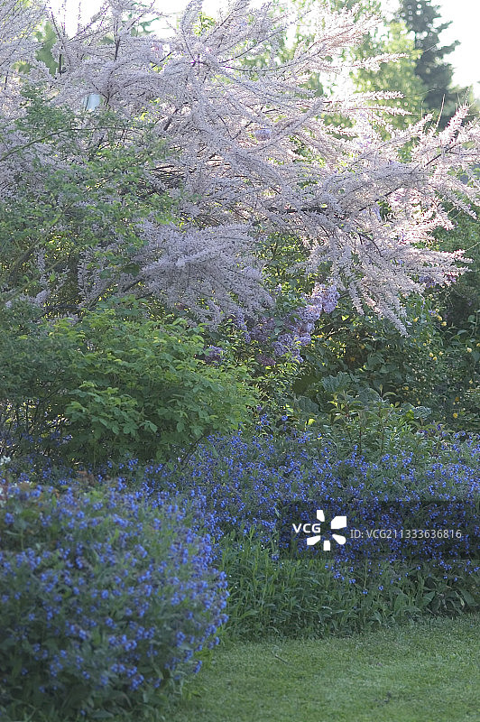 五月花园边缘的柽柳和康复草图片素材