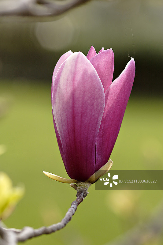 郁金香花“黑莓”美丽的法国图片素材
