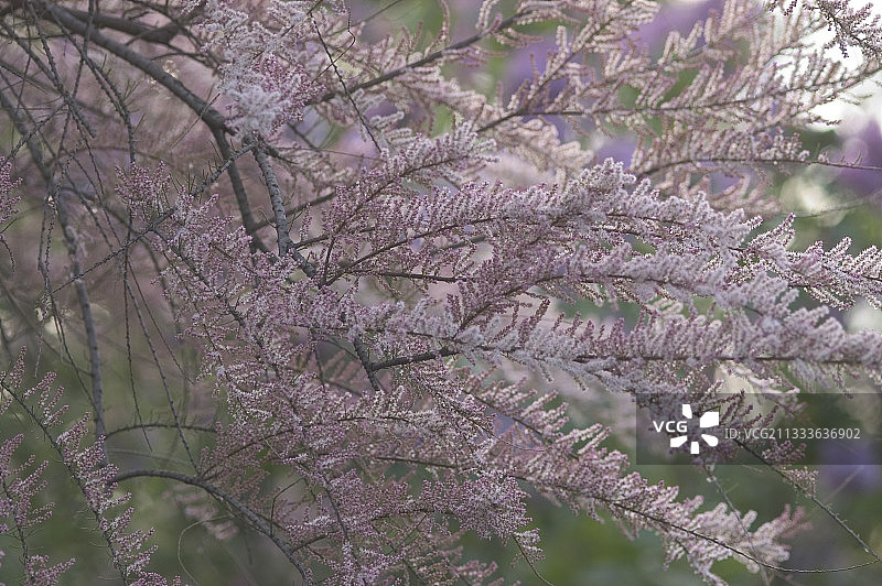 法国五月：盛开的柽柳树枝图片素材