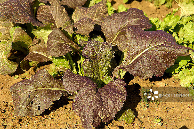 花园里的“大阪紫”中国芥菜图片素材