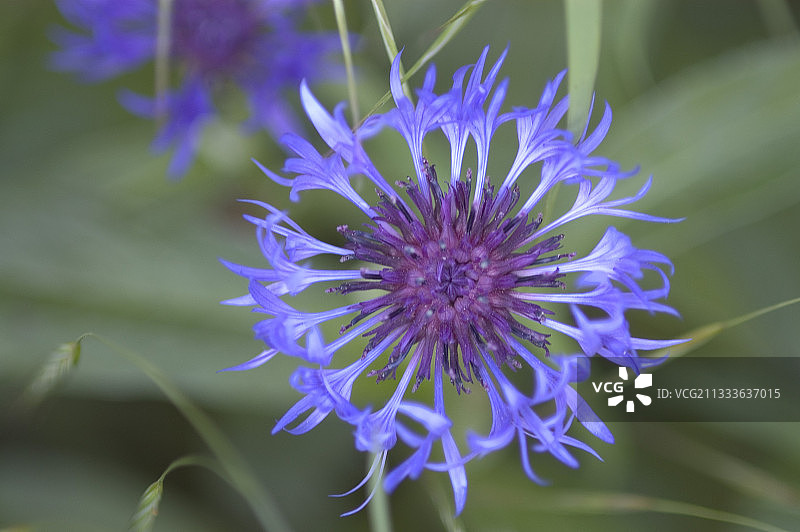 法国矢车菊的蓝色花朵图片素材