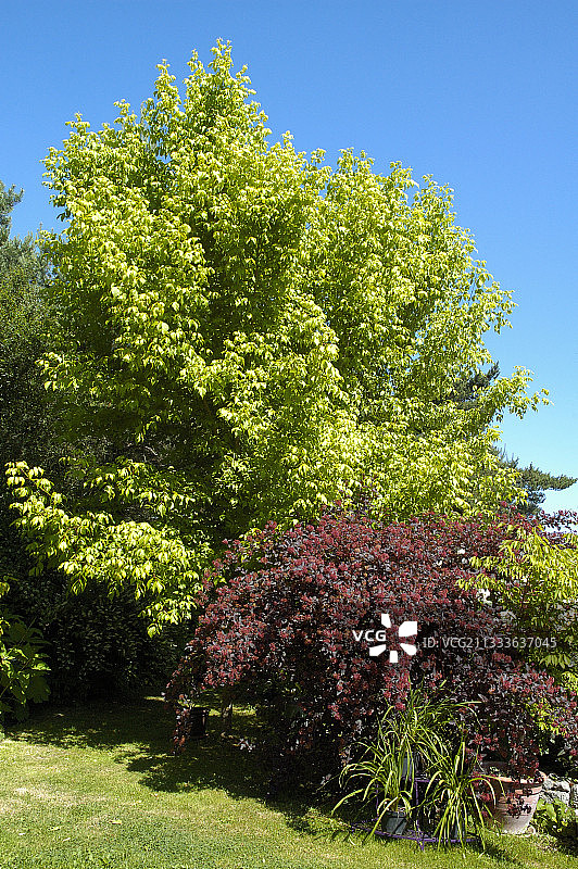 尚塔尔和阿兰的花园图片素材