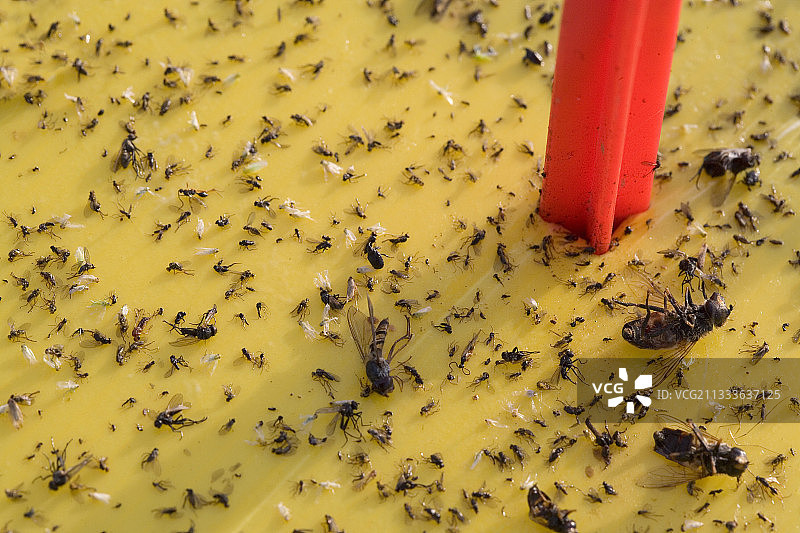 蝉类昆虫对弱足病毒传播的研究图片素材