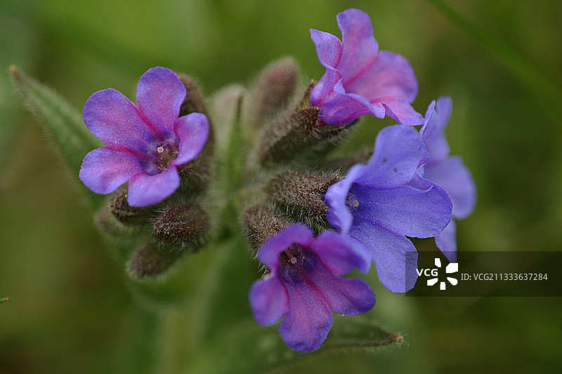 法国春天盛开的肺草蓝花图片素材