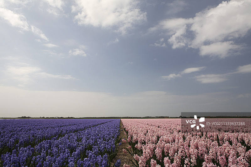 荷兰一望无际的蓝色和粉色风信子花田图片素材