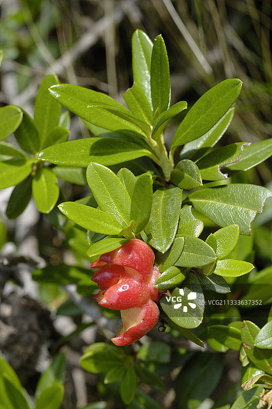 法国阿尔卑斯山的阿尔卑斯玫瑰图片素材