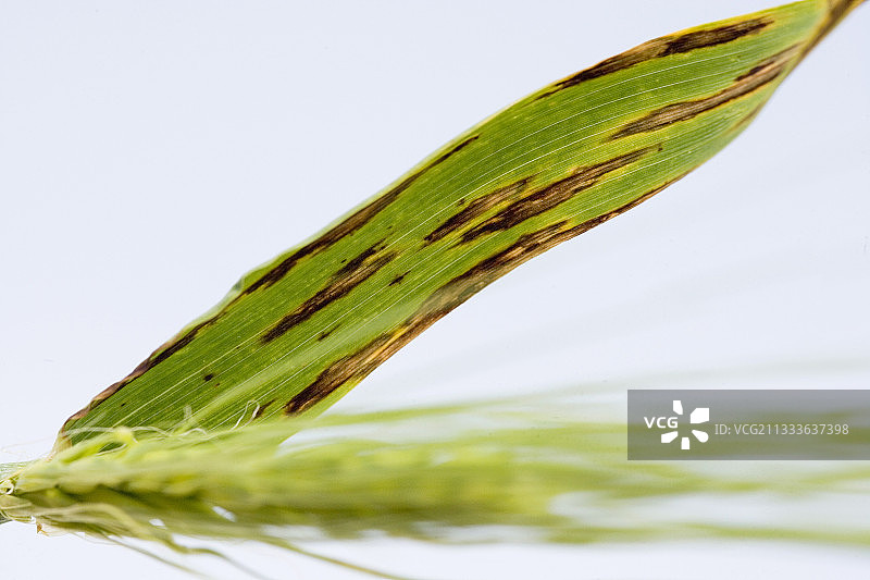 大麦叶片上的蠕孢菌病图片素材
