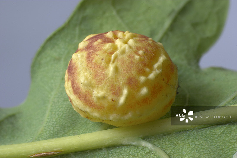 法国朗布依埃的英国橡树叶瘿图片素材