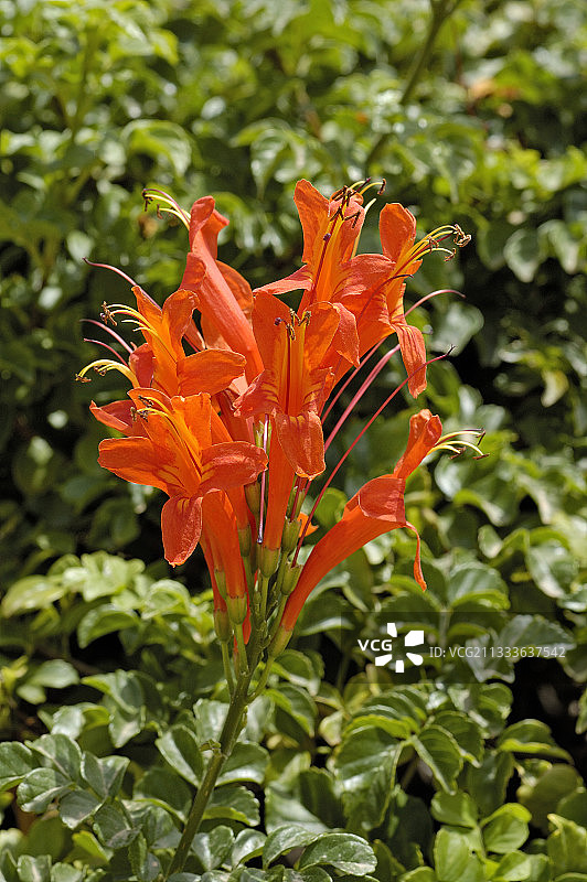 摩洛哥角忍冬花序图片素材