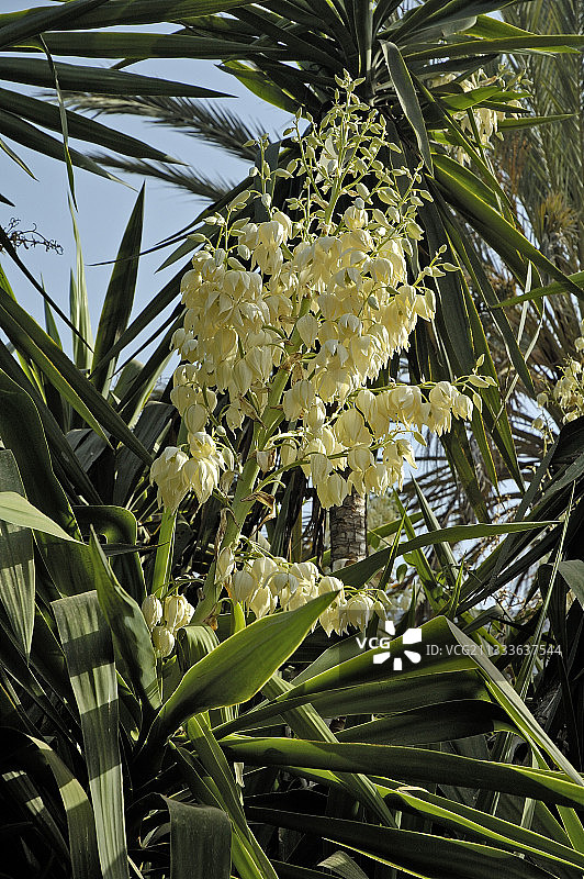 盛开的丝兰花图片素材