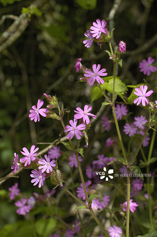 法国盛开的红石竹图片素材