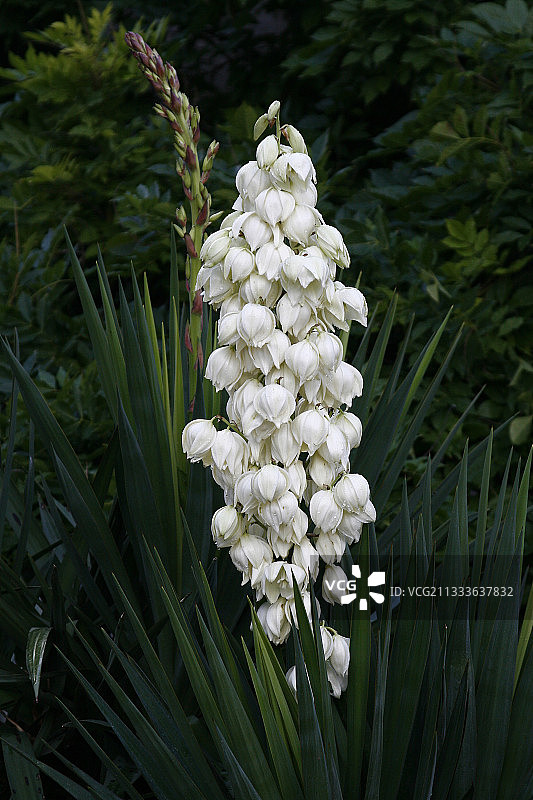 沃克吕兹法国开花的丝兰图片素材