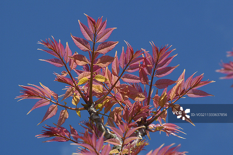 梅勒的发现之路图片素材